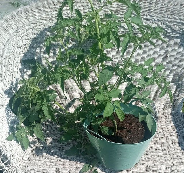 Exotic Cherry Tomato Plant Producing & Ready!!!
