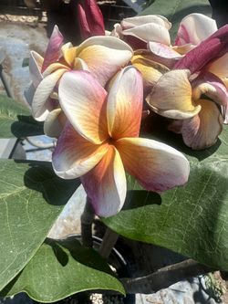 Plumeria J105