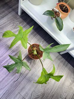 Philodendron Florida Ghost