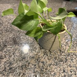 Pothos Plant In Pot