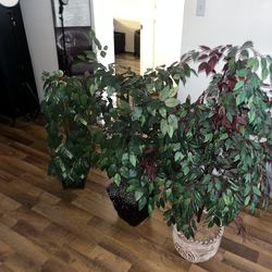 Three artificial plants