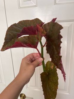 Begonia lercerna plant CUTTING