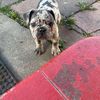 Hector