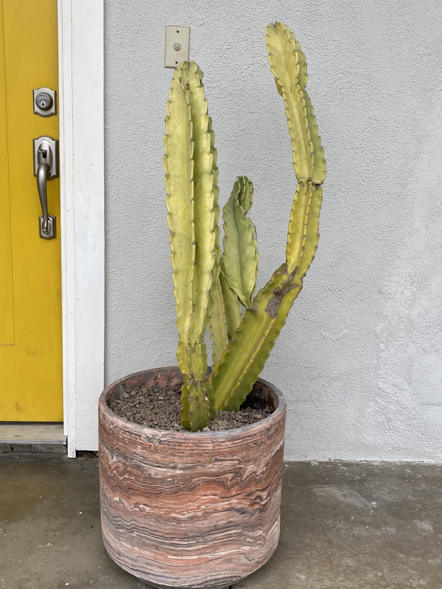 Large White Flowering cereus Cactus With Modern Clay Pot