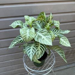 6” snow white zebra