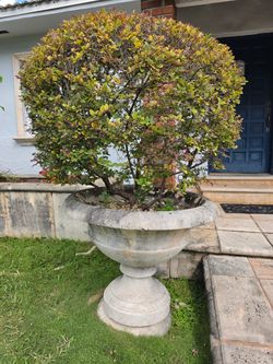 Planters with plants included