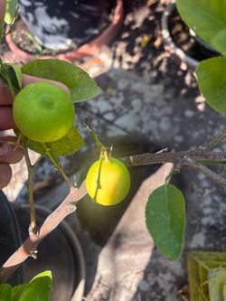 Mexican Limon