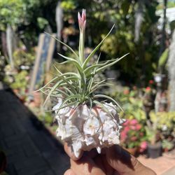 Air Plant In Sea Shell