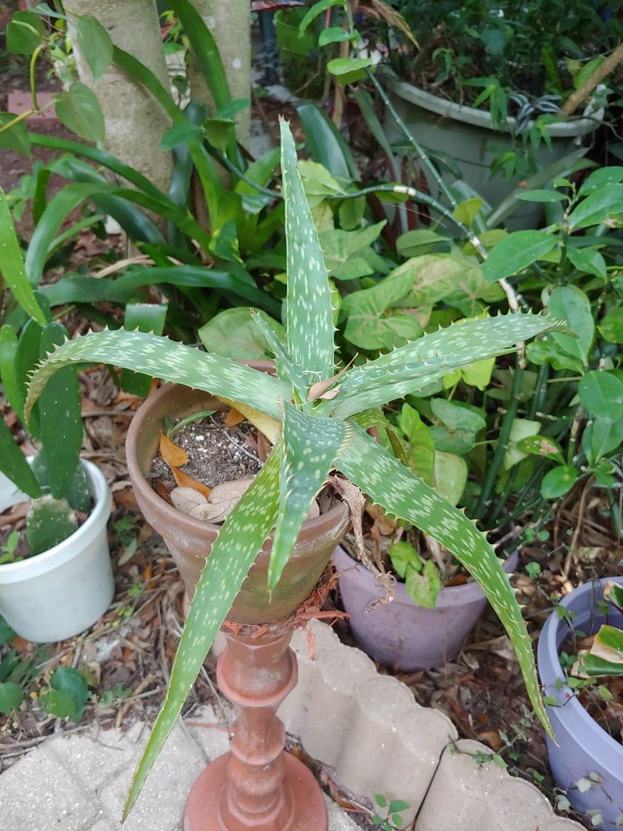 Aloe in pot