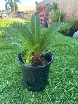 Sago Palm Plant