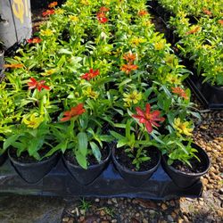 ZINNIAS  ANNUALS PLANTS 🌼🌸