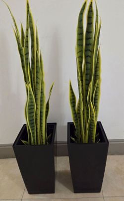 *** NEW LOW PRICE *** PAIR of 3ft Faux Snake Plants in 16in Black Planters (2 for $80) @ Lasting Creations