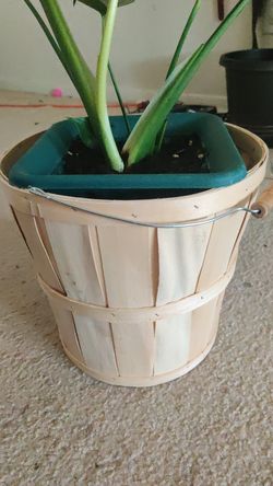 Plant basket