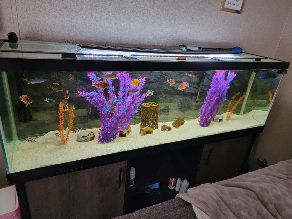 125 gal aquarium set up with fish