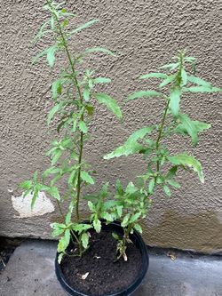 Planta de epazote