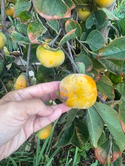 Perssimon fruit 2$/lb