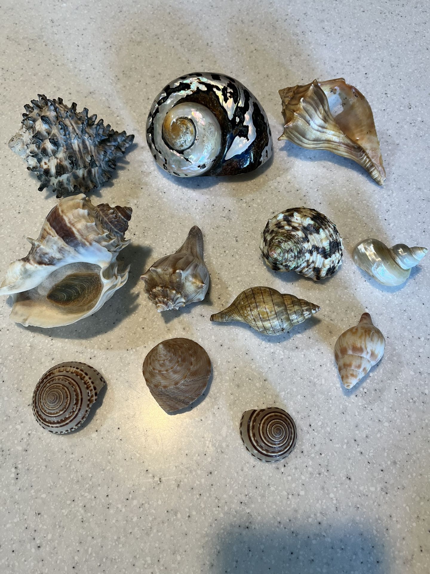 Shell Collection