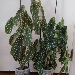 Begonia Indoor Plant 