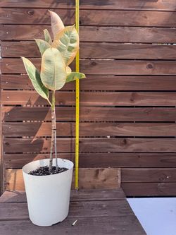 Ficus Teneke