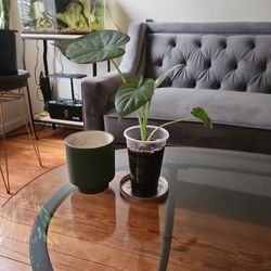 Mid-Size Alocasia Odora (Upright Elephant Ear) - Premium "Aroid" Mix