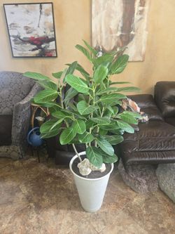 5ft 2in tall Ficus Audrey plants in 20in pot with coral
