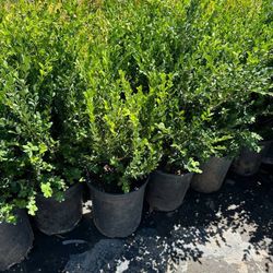 Boxwood – NOW ONLY $19.99!