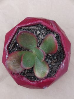 Succulent JADE PLANT 