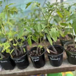4” Heirloom Tomatoes  3/$10