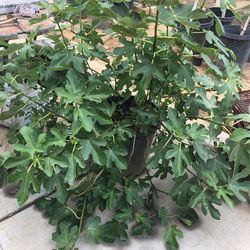 Fig Plants 