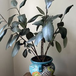  Rubber Plant with Painted Pot