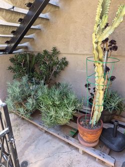 Various cacti