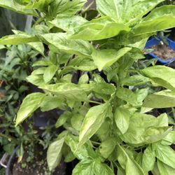 Albahacar