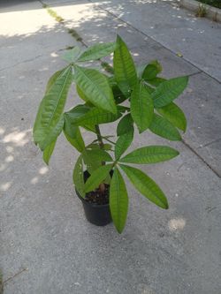 $5