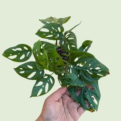 Monstera Adansonii 4” pot 🪴