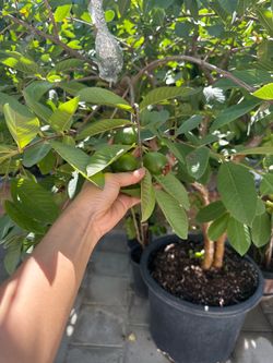 Taiwan guava  tree