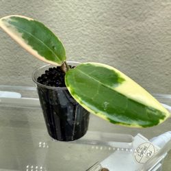 Hoya Jade Suet Cutting Rooted