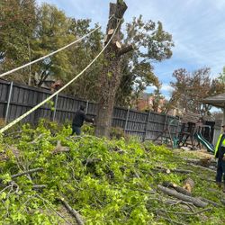 GOOD PRICE ON 🌳🌳Removal 