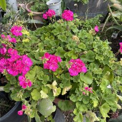 Plant Geranium For Garden 