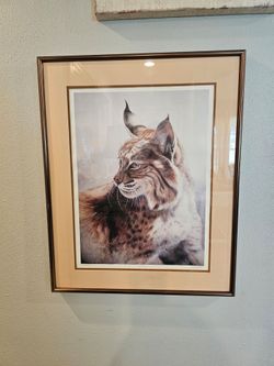 FRAMED PRINT WILDCAT