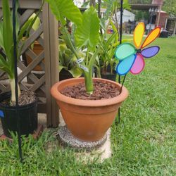 Elephant Ears big terracotta pot $35