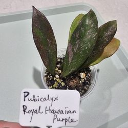 hoya pubicalyx royal hawaiian purple rooted cutting starter plant