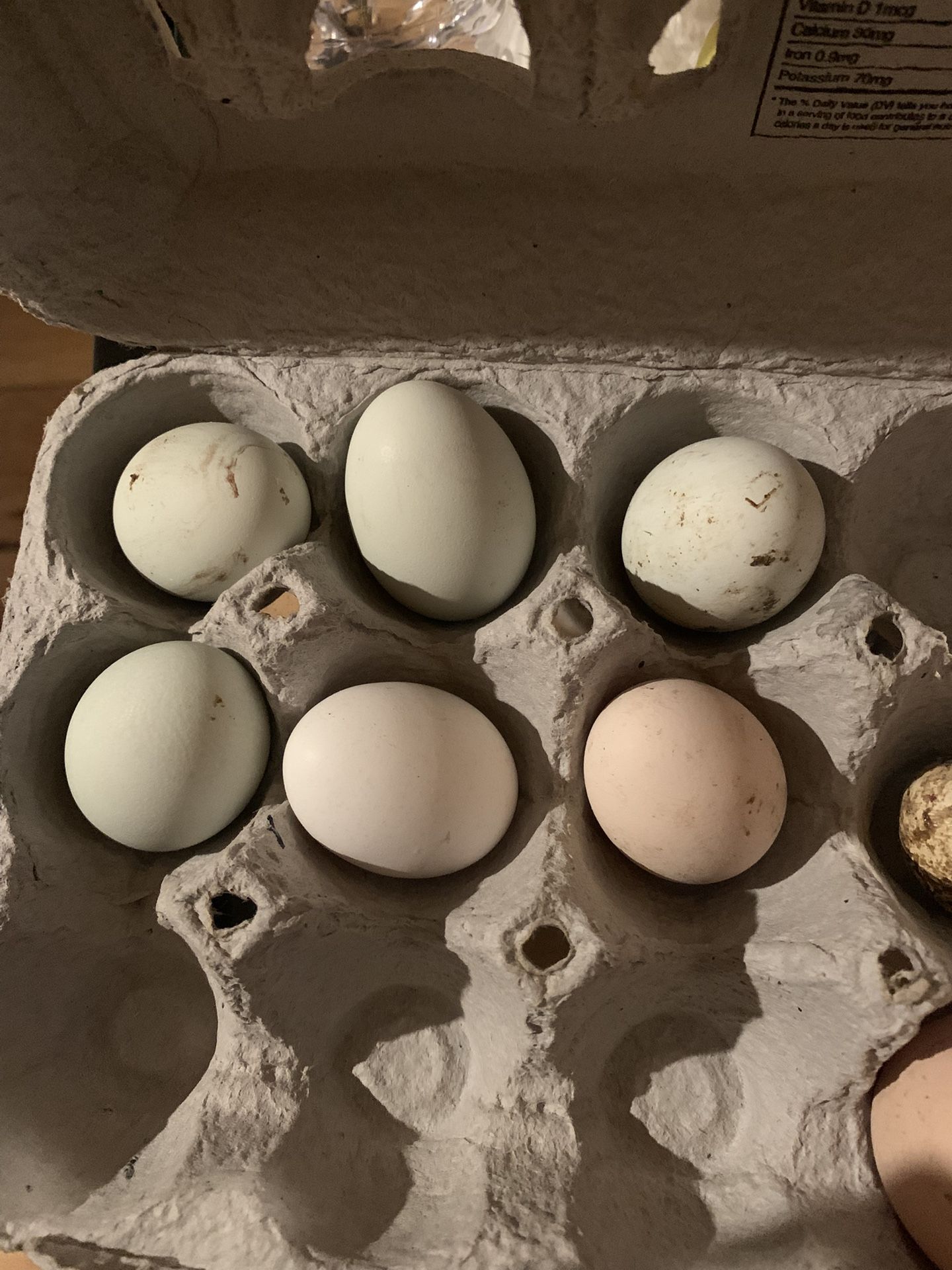 Bantam Fertile Eggs