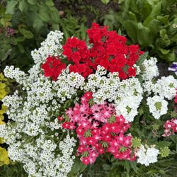 Flower Arrangement Blooming Vibrant 4 Gallon Pot