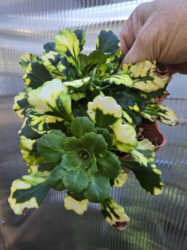 Saxifraga 'London Pride'