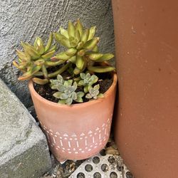 Succulent Planters 