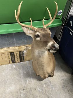 Deer Mount