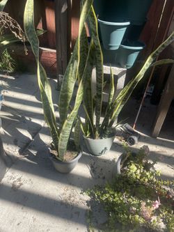 Snake Plants