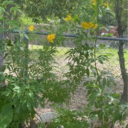 Plantas De Esperanzas $15.00 Cada Una 