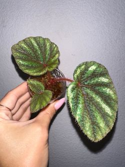 Begonia Versicolor