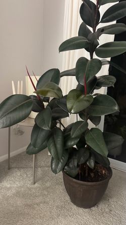 Black ficus plant